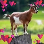 Profile Picture of Bright Joyce (@Bright-Joyce) on Facebook