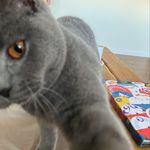 Profile Picture of Gavin Bradley (@vinyl_whisky_cats_othershizzle) on Instagram