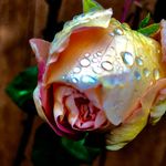 Profile Picture of Jillian Coleman (@a_gemineye) on Instagram