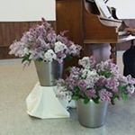 Profile Picture of Donna Stahl (@mayflower.hofer) on Instagram