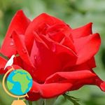 Myrna Cortez - Instagram Profile Picture of Myrna Cortez (@myrna.cortez.75491) on Instagram