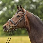 Profile Picture of Sarah S. Petersen (@sarahskovdressage) on Instagram