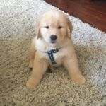 Profile Picture of Devin (@bentley_and_.abby) on Instagram