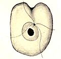 Profile Picture of Collodictyonon Wikipedia