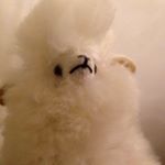 Profile Picture of Kevin Bertanc (@kekethugdu11) on Instagram
