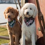 Profile Picture of Stanley & Jameson Finn (@finn_doods) on Instagram