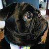 Profile Picture of Carol Morin (@@carolmorin2) on Tiktok