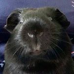 Profile Picture of Mulder & Scully The G Pigs (@xfiles_guinea_pig) on Instagram