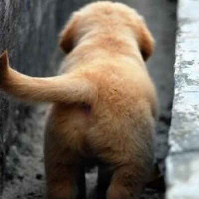 Profile Picture of Jialu-Zhang (@swjtu_jialu) on Twitter