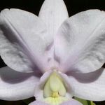 Profile Picture of Fabio James Sieplin Sieplin (@fabiojames.orquideas) on Instagram