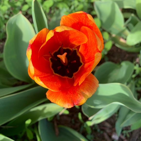 Profile Picture of Sierra Sourwine (@sierra_amber) on Poshmark