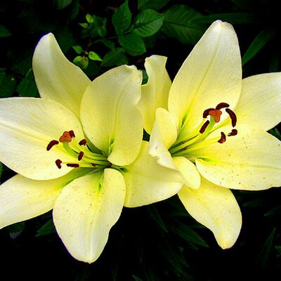 Profile Picture of Alhann (@Alhann123) on Twitter