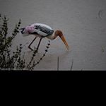 Profile Picture of edreimerink (@edreimerink) on Instagram