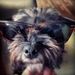 Profile Picture of Crystal Devine (@ceab0405) on Pinterest