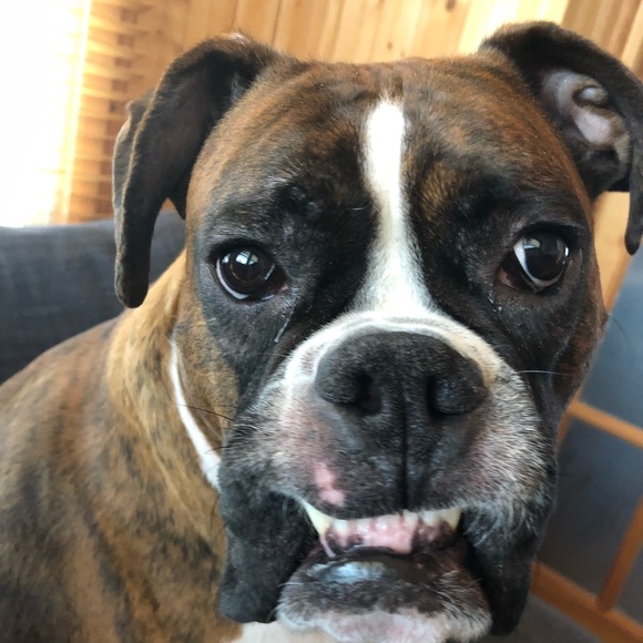 Profile Picture of Zachary Bogden (@zbogden2) on Poshmark