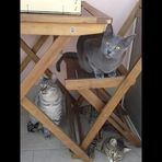 Profile Picture of Roberto Genovese (@Roberto-Genovese) on Facebook