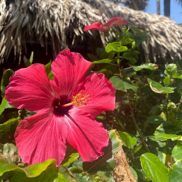 Profile Picture of Haley Costa (@haleycosta614) on Poshmark