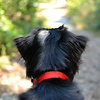 Profile Picture of Georgie Silvarole (@redcollarphotography) on Flickr