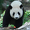 Profile Picture of Marie Gordon (@love4pandas) on Flickr