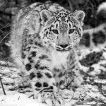 Profile Picture of Reece_K_Kutzli (@kristopher110) on Instagram