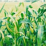 julia hartono - Instagram Profile Picture of julia hartono (@juliyayah) on Instagram