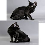 Kurepin Jacob - Instagram Profile Picture of Kurepin Jacob (@shubina_fir) on Instagram