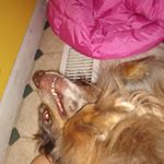 Profile Picture of Alysia Ramirez (@i_luv_pure.vida) on Instagram