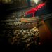 Profile Picture of Daniel P. Shulman (@dan.p.shulman) on Facebook
