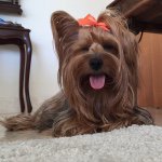 Profile Picture of Navy María Jiminián👑 (@navytheyorkshire) on Instagram