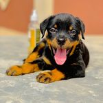 Profile Picture of Adeyemi Lucy (@lucytheweiler) on Instagram