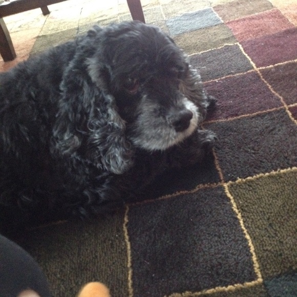 Profile Picture of Brittney Schacher (@b_schacher) on Poshmark