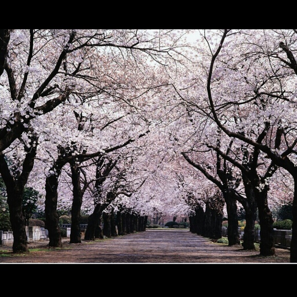 Profile Picture of Nancy Tello (@jackie_ovoxo) on Poshmark