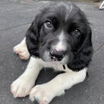 Profile Picture of Frank (Springer) McHattie (@frankspringermchattie) on Instagram