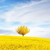 Profile Picture of ISABEL PLASENCIA ROMERO (@isabelplasenciaromero6810) on Youtube