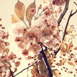 StaceyJoArellanes - Instagram Profile Picture of StaceyJoArellanes (@stacey_jo_arellanes) on Instagram