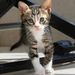 Profile Picture of Raymonde L. Fischer (@rayaurel) on Pinterest