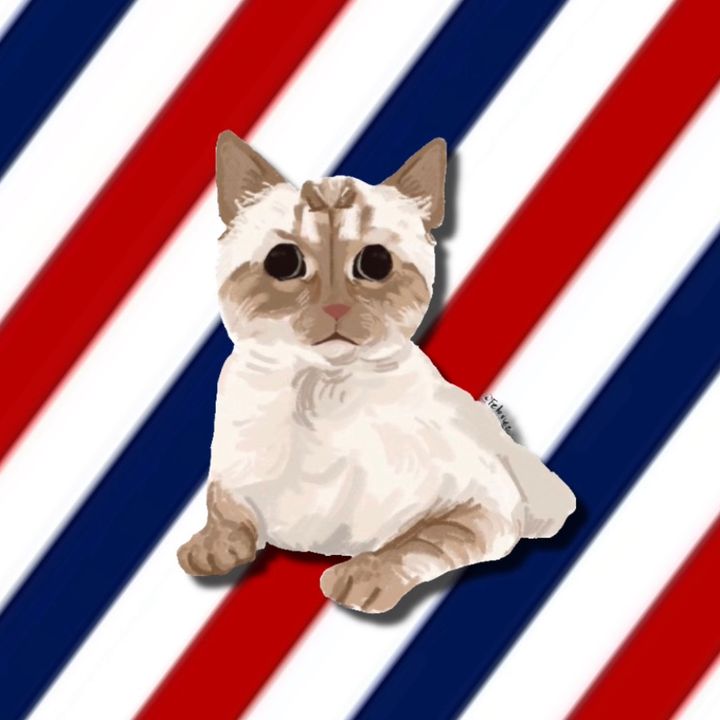 Profile Picture of Sherlock (@sherlockthecat_official) on Tiktok