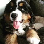 Profile Picture of Danielle Koempel (@danidcollins) on Instagram