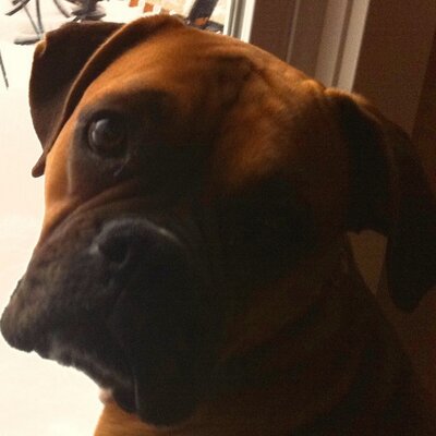 Profile Picture of Shelley Schultz (@schultzville) on Twitter