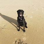 Profile Picture of Ralph the Black Lab (@ralph_percival) on Instagram