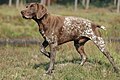 Profile Picture of German Shorthaired Pointer - Wikipediaon Wikipedia