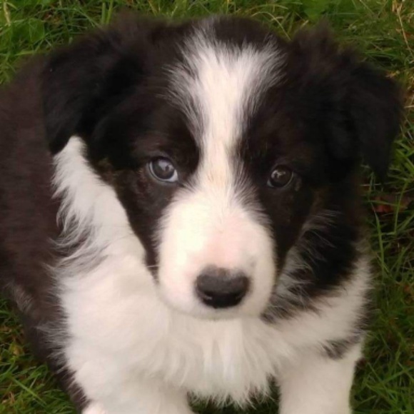 Profile Picture of Dave Watkins (@f350onrockwells) on Poshmark