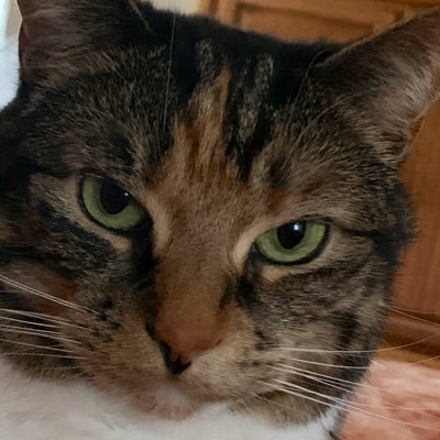 Profile Picture of Linda Hawkes (@bluidgrl24) on Twitter