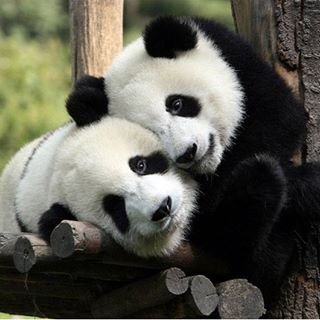 Gorgie David - Facebook Profile Picture of Gorgie David (@gorgie.david) on Facebook