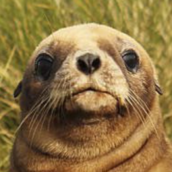 Niko Caisse - Poshmark Profile Picture of Niko Caisse (@shadykid7) on Poshmark