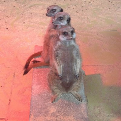 Profile Picture of Eva Kool (@EvaLakool) on Twitter