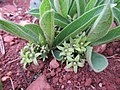 Profile Picture of Vangueria pygmaeaon Wikipedia