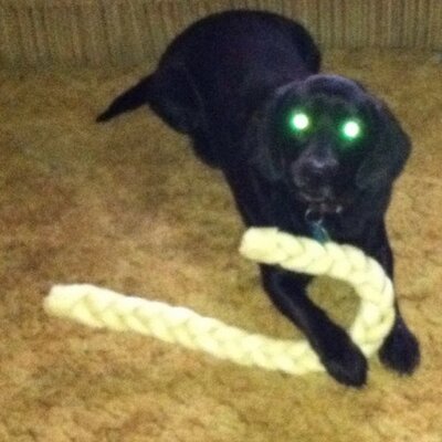 Profile Picture of Dave Ragle (@daveragle) on Twitter