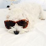 Profile Picture of Freddy Nelson (@fredthebestie) on Instagram
