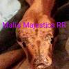 Profile Picture of Robin Samuelson (@maliferous_majestics_rr) on Tiktok